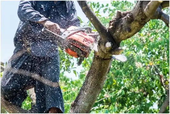 tree services Olton